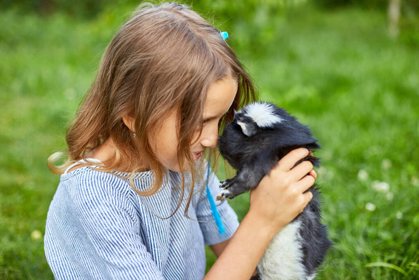 Una niña pequeña juega con el cerdo de Guinea Negra sentado al aire libre en verano, Pet calico cobaya roza en la hierba del patio trasero de su dueño, las mascotas del amor - Foto, imagen