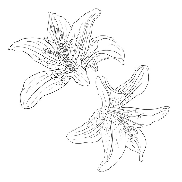 Floral design element and hand-drawn illustration - Foto, afbeelding