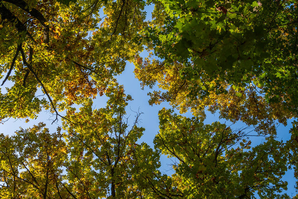 Coronas de árboles con hojas verde-amarillas contra un cielo azul. Un paisaje otoñal - Foto, imagen