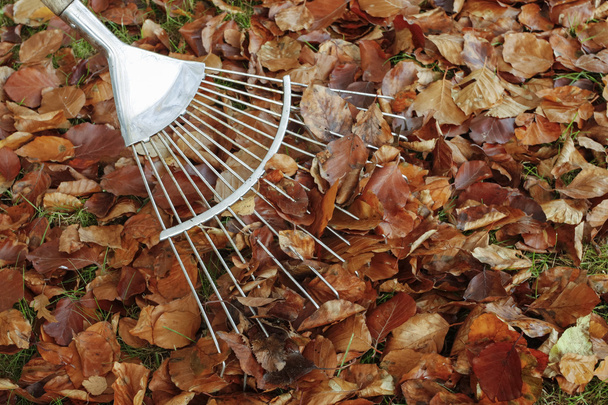 Rastrillo con hojas de otoño
 - Foto, Imagen