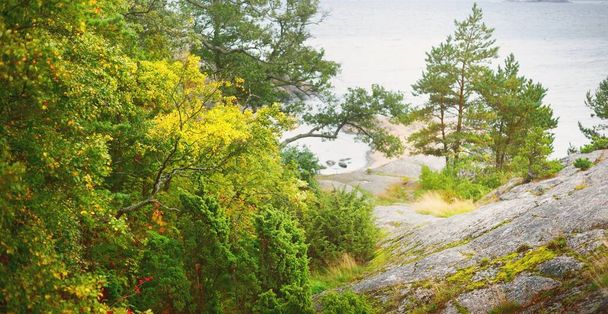 Forêt à feuilles persistantes près du littoral rocheux de la péninsule de Hanko, golfe de Finlande. Arbres verts, plantes, pierres, mousse et fougère. Nature pure, écotourisme, destinations touristiques, protection de l'environnement - Photo, image