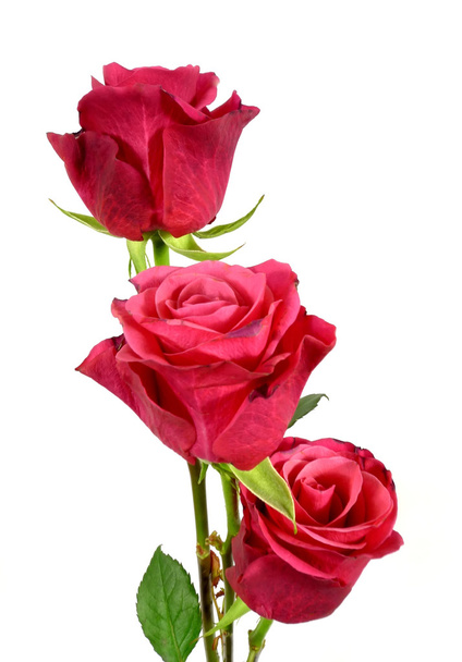 Розы - Фото, изображение
