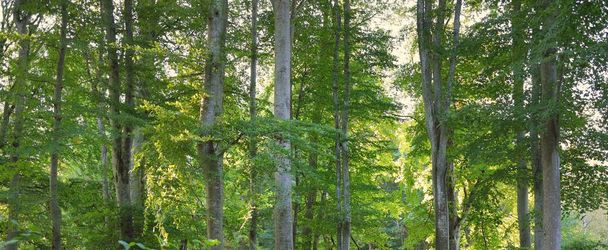 Malebná scenérie tmavozeleného bukového lesa, starodávné kmeny stromů zblízka. Brzy na podzim. Sluneční světlo, sluneční paprsky. Atmosférická krajina. Čistá příroda, ekologie, ochrana životního prostředí, ekoturistika - Fotografie, Obrázek