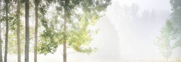 Malebná scenérie smíšeného jehličnatého lesa při východu slunce. Mlha, opar, sluneční paprsky. Borovice, jedle, duby a břízy zblízka. Záhadná podzimní krajina. Podzimní sezóna, čistá příroda, ekologie, ekoturistika - Fotografie, Obrázek