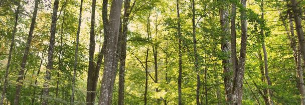 Pintoresco paisaje del bosque de haya verde oscuro, troncos de árboles antiguos de cerca. Principios de otoño. Luz solar, rayos de sol. Paisaje atmosférico. Naturaleza pura, ecología, conservación del medio ambiente, ecoturismo - Foto, imagen