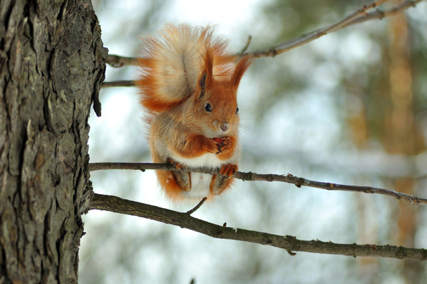 egy anya mókus - Fotó, kép