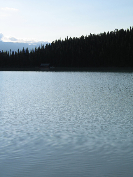 湖の近くの常緑樹 - 写真・画像