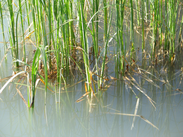 Trávu tipy v zelené jezero - Fotografie, Obrázek