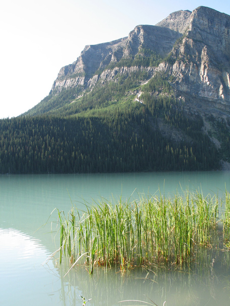 Consejos de malas hierbas en el lago verde
 - Foto, imagen