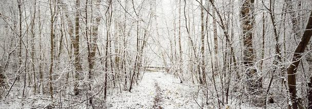 Keresztül az erdőn ködben. Hatalmas fák, rönkök és ágak borítják az első hó. Kora tél. Légköri táj. Természet, évszakok, éghajlatváltozás, ökológia, környezetvédelem - Fotó, kép