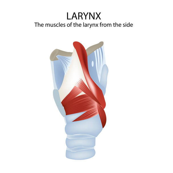 Músculos y cartílago de la laringe, ilustración de vectores médicos - Vector, Imagen