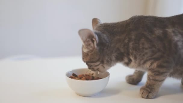 Adorable gatito gris lindo comiendo comida de gelatina de un tazón blanco en el alféizar de la ventana. Mantener animales domésticos en casa - Imágenes, Vídeo