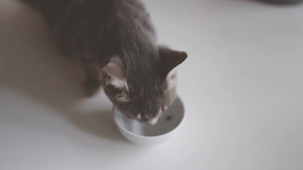 Schattig schattig grijs kitten eten gelei voedsel uit een witte kom op de vensterbank - Video