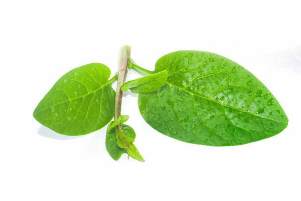 Green basella alba leaves with mucilaginous texture. - Photo, Image