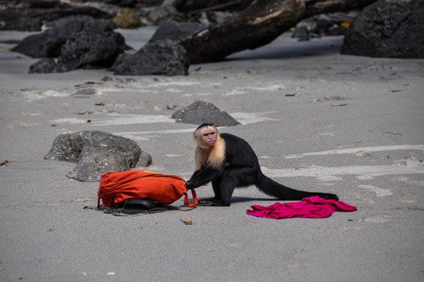 ¡Llama a la policía! Capuchinos con cara blanca en Manuel Antonio, Costa R
 - Foto, imagen