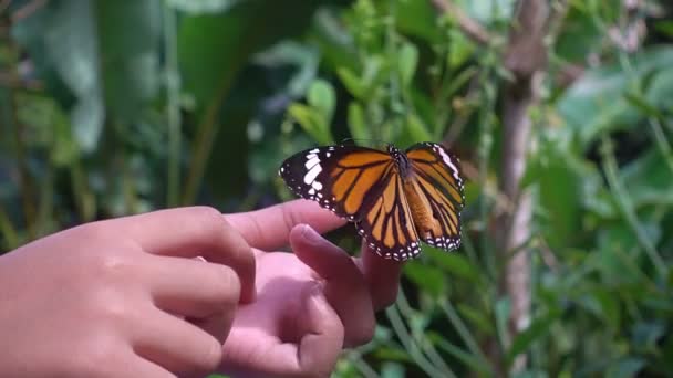 Mooie vlinder wappert zijn vleugels op de hand van een klein meisje Verbazingwekkende vlinder in de natuur bos - Video