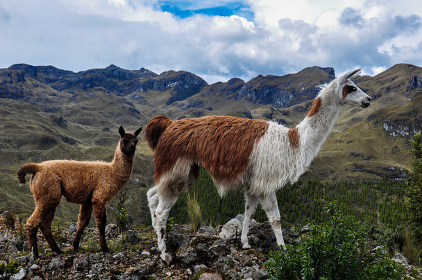 Lamas Family in El Cajas National Park, Ecuador - Photo, Image