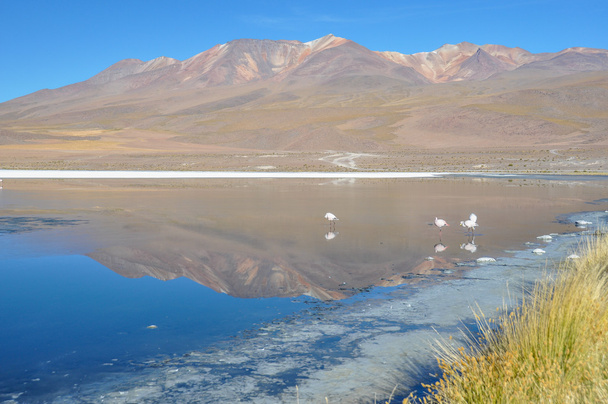 Nádherná krajina sur lipez, Jižní Bolívie - Fotografie, Obrázek