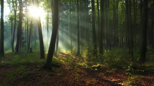 schöner Morgen im grünen Wald - Filmmaterial, Video