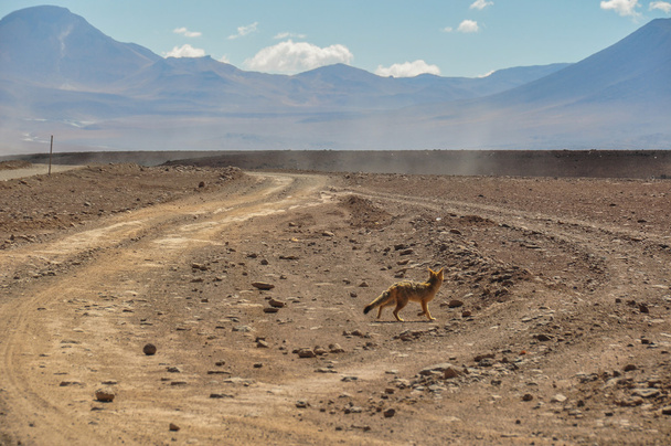 Desert Fox a Sur Lipez, Bolivia del Sud
 - Foto, immagini