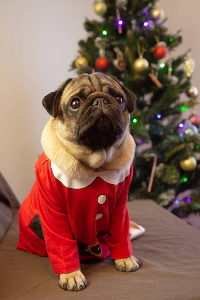 かわいいクリスマスのパグ犬はクリスマスツリーの近くに座って家で休日を待っています。メリークリスマスとハッピーニューイヤー。垂直. - 写真・画像
