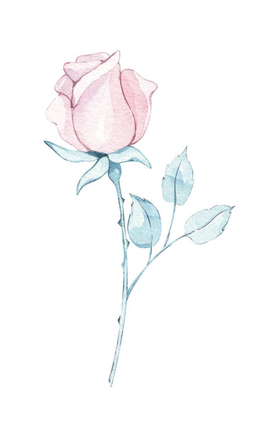 Pink rose flower. Provence, Spring, summer floral Watercolor hand painted isolated elements on white background. botanical illustration. for Wedding invitation, birthday card design - Fotografie, Obrázek
