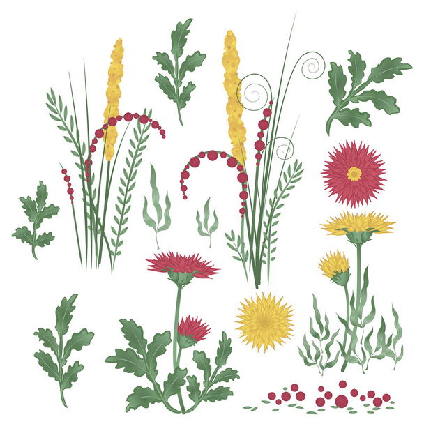 Un conjunto de flores, hierbas y hojas. Crisantemos rojos y amarillos - Vector, imagen