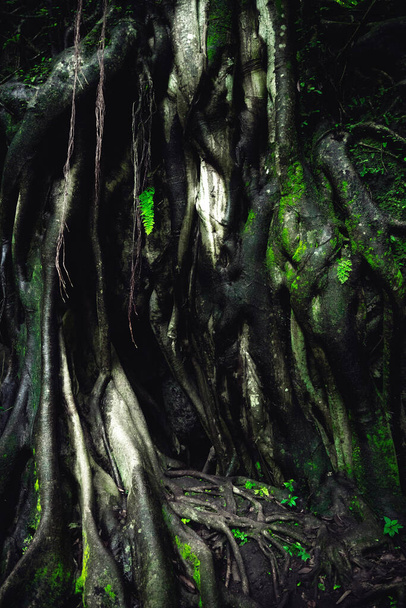 Гигантские корни деревьев в тропическом лесу. Корни деревьев в зеленом лесу. Концепция устойчивого туризма. Прогулка в зеленом лесу. Треккинговая концепция. Фаллан, Мексика - Фото, изображение