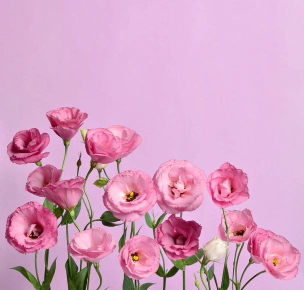 Lots of pink eustomas. Composition on purple background - Φωτογραφία, εικόνα