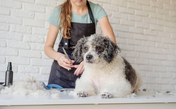 Cura degli animali. Pet grooming. Sorridente donna caucasica in occhiali governare bichon frise cane in salone - Foto, immagini