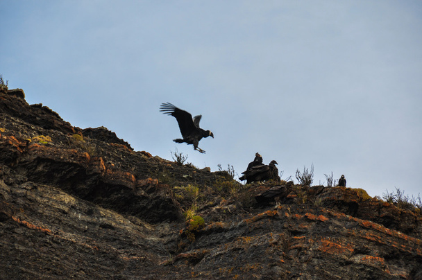 Condors in Parque Nacional Torres del Paine, Chile - Photo, Image