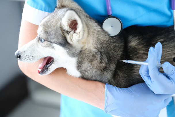 Doktor veteriner klinikte köpeğe iğne yapıyor. - Fotoğraf, Görsel