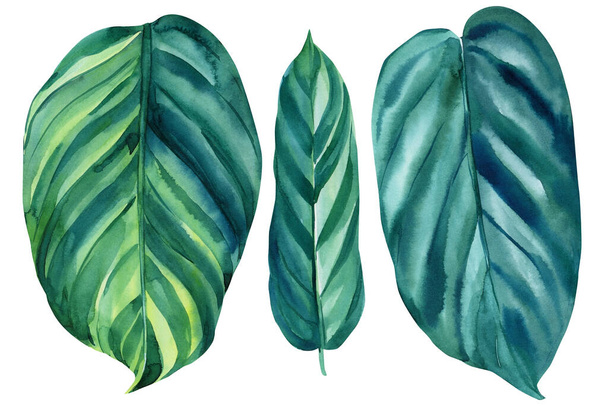 Акварельные иллюстрации набор тропических листьев, густые джунгли. Тропическое лето, дизайн обоев. - Фото, изображение