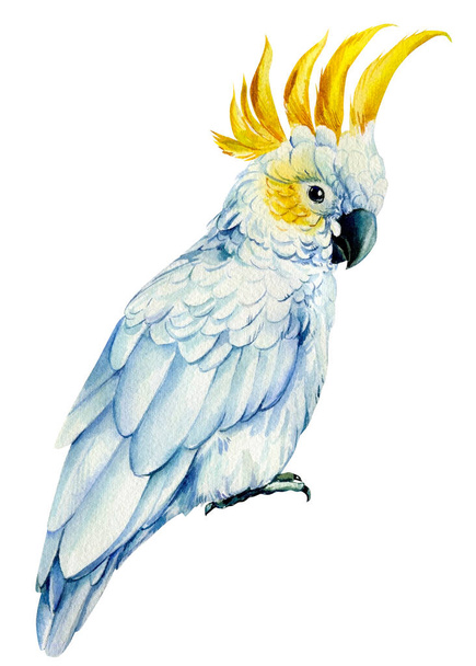 Parrot cockatoo, watercolor tropical bird, white isolated background, hand drawing - Photo, Image