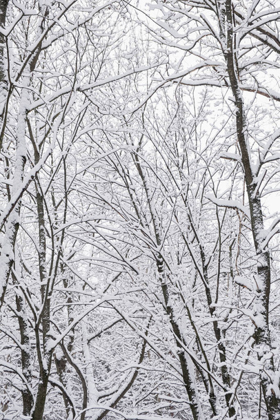 Winterliche Waldlandschaft mit Bäumen unter Schnee. Friedliche Outdoor-Szene - Foto, Bild