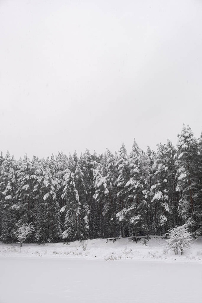 雪に覆われた木々と冬の森。屋外シーン、ハッピー新年のお祝いのコンセプト。自然背景. - 写真・画像