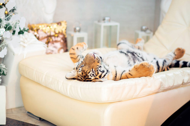Ein kleines Tigerbaby entspannt sich auf dem Sofa im Neujahrszimmer. Das Tigerjunge liegt mit den Pfoten auf dem Rücken und ruht - Foto, Bild