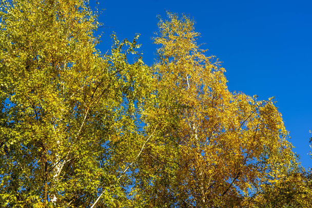 Fall season, yellow birch tree nature background. High quality photo - Foto, Imagem