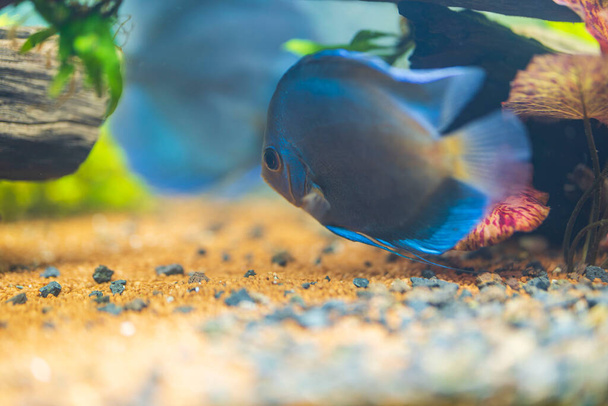 Belle vue sur les poissons Discus nageant dans l'aquarium planté. Des poissons tropicaux. Concept de passe-temps. Suède. - Photo, image