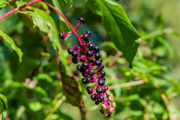 Black Nightshade Berries, Lake Williams, Condado de York, Pensilvânia, EUA - Foto, Imagem