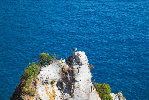 Cinque Terre, national park and historical region in Liguria, Italy   - Φωτογραφία, εικόνα