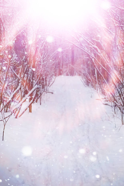Зимовий лісовий краєвид. Високі дерева під сніговим покривом. Січневий морозний день у парку
. - Фото, зображення