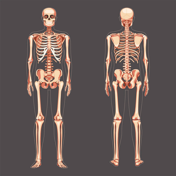 Skeleton Human diagram front back view. Set of flat natural colour concept Vector illustration didactic board of anatomy - Vector, Image