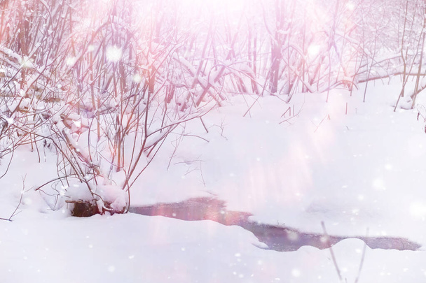 Зимовий лісовий краєвид. Високі дерева під сніговим покривом. Січневий морозний день у парку
. - Фото, зображення