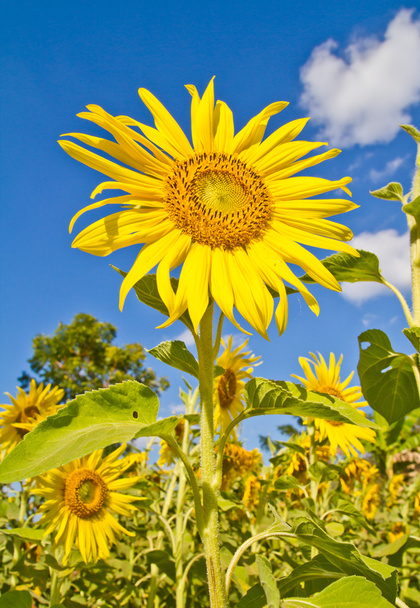 Many of the areas planted with sunflower - Photo, Image