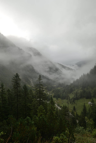 A beautiful landscape with tall dark trees and mountains in a forest covered with fog - Photo, Image