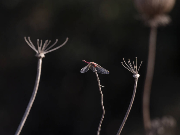 A selective focus shot of a dragonfly sitting on a branch - Photo, Image