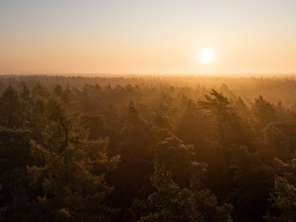 A beautiful shot of dense pine forest with a background of the shining sun. - Foto, Bild