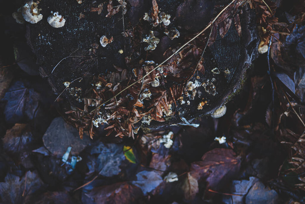 A closeup top view of dark colorful leaves on the ground in the forest - 写真・画像