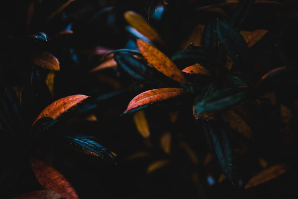 A close-up shot of a Juliana's barberry branch in the dark.Perfect for wallpaper. - Foto, afbeelding